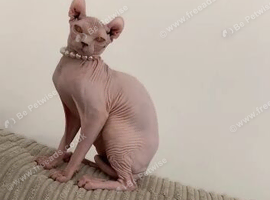 Sphynx kittens
