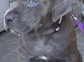 Beautiful cane corso X American bulldog pups