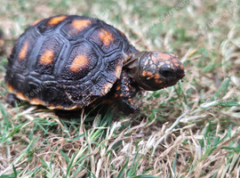 4 Baby Red Footed Tortoises
