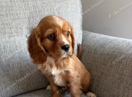 Health tested cavalier King Charles