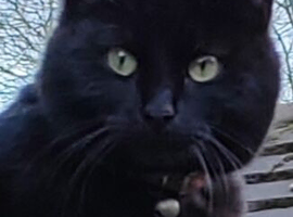 Black Female Cat