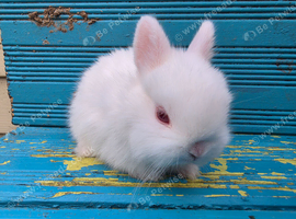 READY NOW... Baby Netherland Dwarf Buck