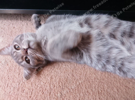 Silver tabby urgent sale