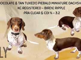 KC Chocolate & Tan Piebald Mini Dachshund Stud &pound;150