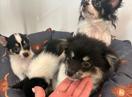 Pomchi puppy
