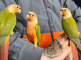 Hand reared Pineapple Conures