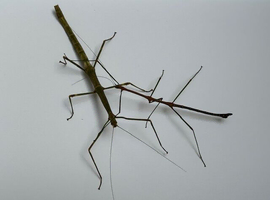 Pairs or group of Samar olive stick insects (Lonchodiodes samarensis "Samar Island")