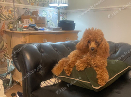 toy poodle