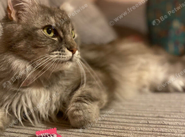 Beautiful female maincoon x