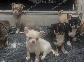 Kc registered Chihuahua pups