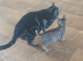 Smart bengal boys ready to leave now