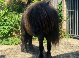 Registered Shetland stallion