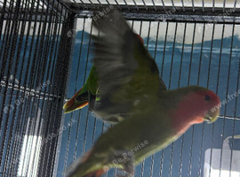 Lovebirds Glasgow