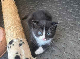 Kitten Female