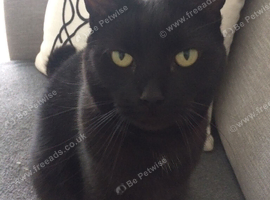 Poppy looking for a new home
