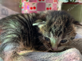 6 domestic kittens for sale