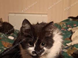 Farm moggys