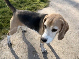 Missing Beagle