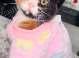 Kitten