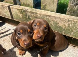 Miniature dachshunds ready to go