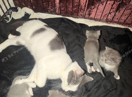3 crossed kittens Persian x ragdoll