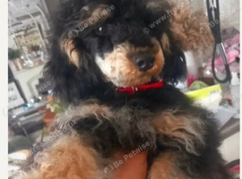 BEAUTUFUL KC PHANTOM MALE TOY POODLE FOR SALE