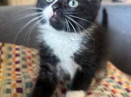 Kittens for sale
