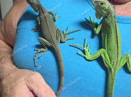 2 x 6 month old iguanas