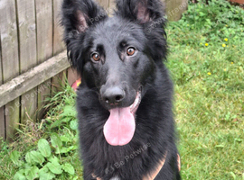 14 Months Old Beautiful German Sheperd
