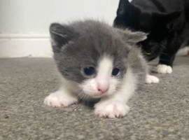 Adorable kitten for sale!