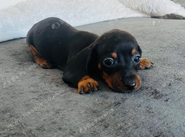Miniature dachshund