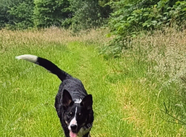 8 month old collie x kelphie