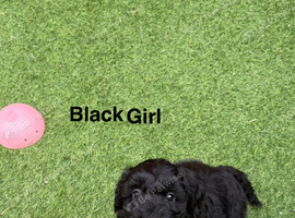 beautiful little girl cockapoo puppy