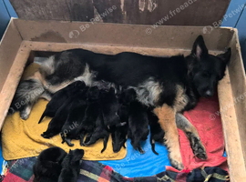 German Shepherd puppies