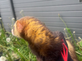 Ferret