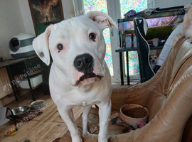 staffy