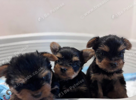 TOY SIZE YORKSHIRE TERRIER BOYS