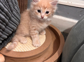 Mixed breed male kitten