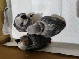Babies African grey parrots for sale