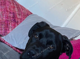 Shepherd x rottie 7 months