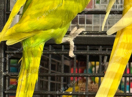 Oplaine dom pied Ringneck cock