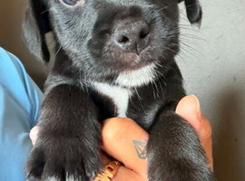 Patterdale terriers