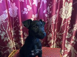 Beautiful girl jrt