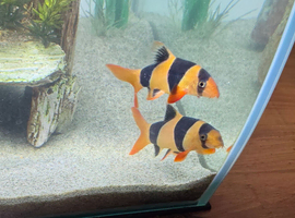 2 Clown loach