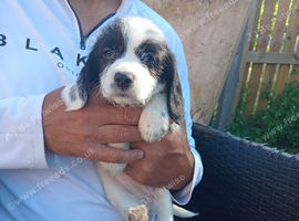 Puppies Available