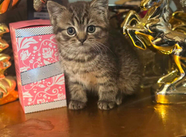 British shorthair x kitten