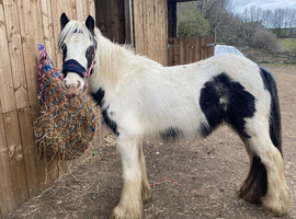11.3hh 4 year old mare