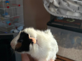 1 Baby&rsquo;s male guinea pigs and 1 female guinea pigs