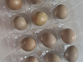Cpq fertile eggs