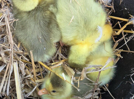 Goslings